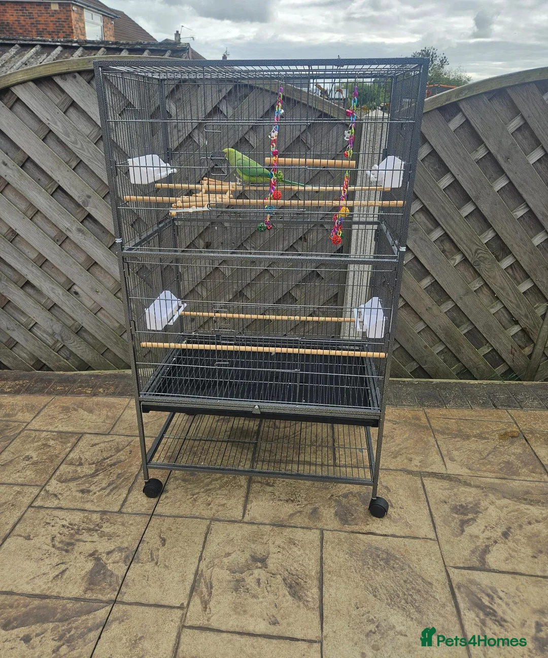 Parrots birds for sale: Green Indian Ring Neck Parrot - Male - parrot/cage - Advert 2