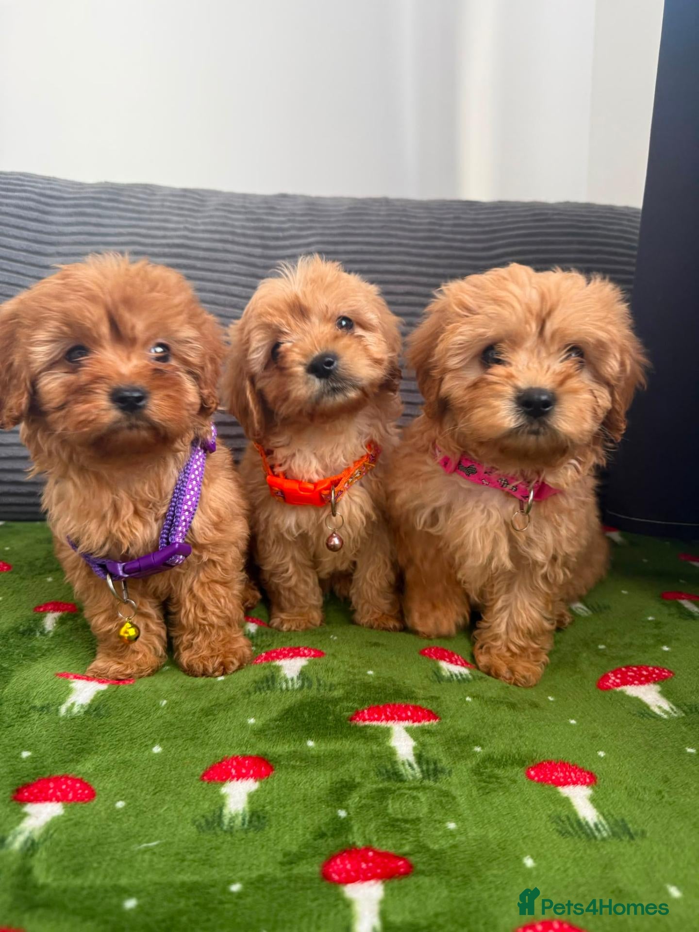 Cavapoo dogs Adorable poppies - Advert 2