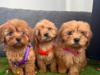 Cavapoo dogs Adorable poppies - Advert 2