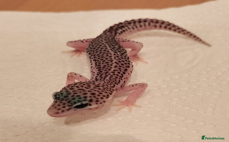 Leopard Gecko reptiles - Advert 7
