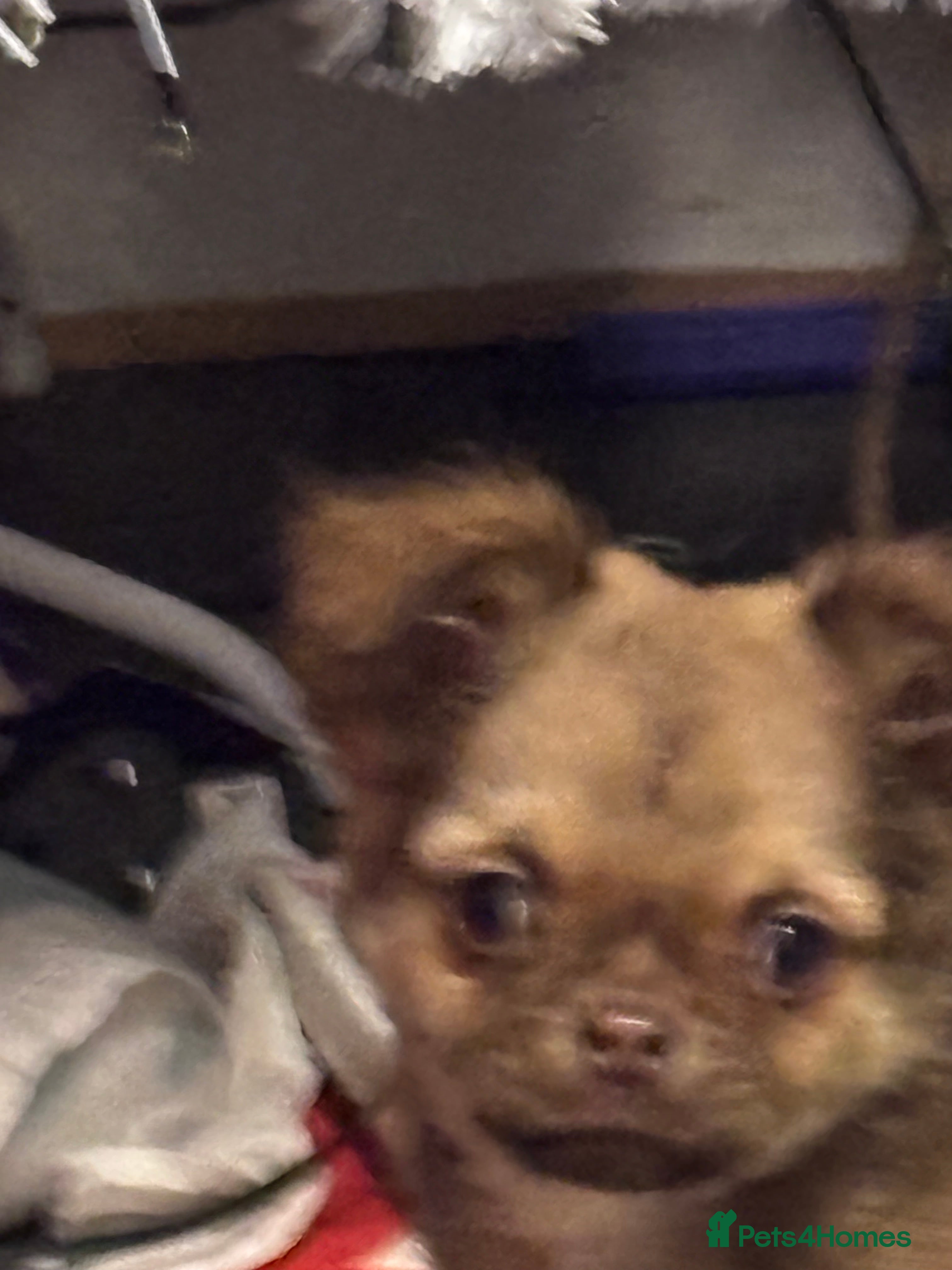 Chihuahua dogs 4 adorable male 3/4 chihuahuas  - Advert 18