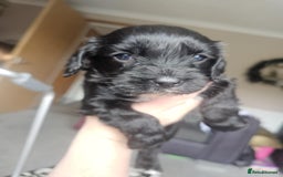 Mixed Breed dogs for sale: 4 male cocker mixes - Image 3