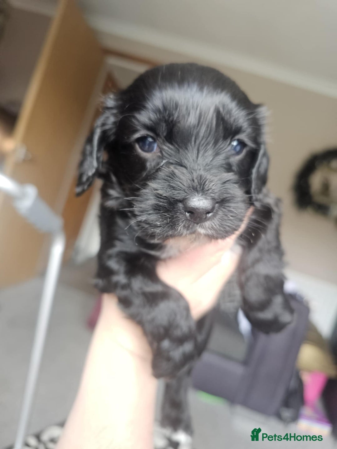 Mixed Breed dogs for sale: 4 male cocker mixes - Image 3