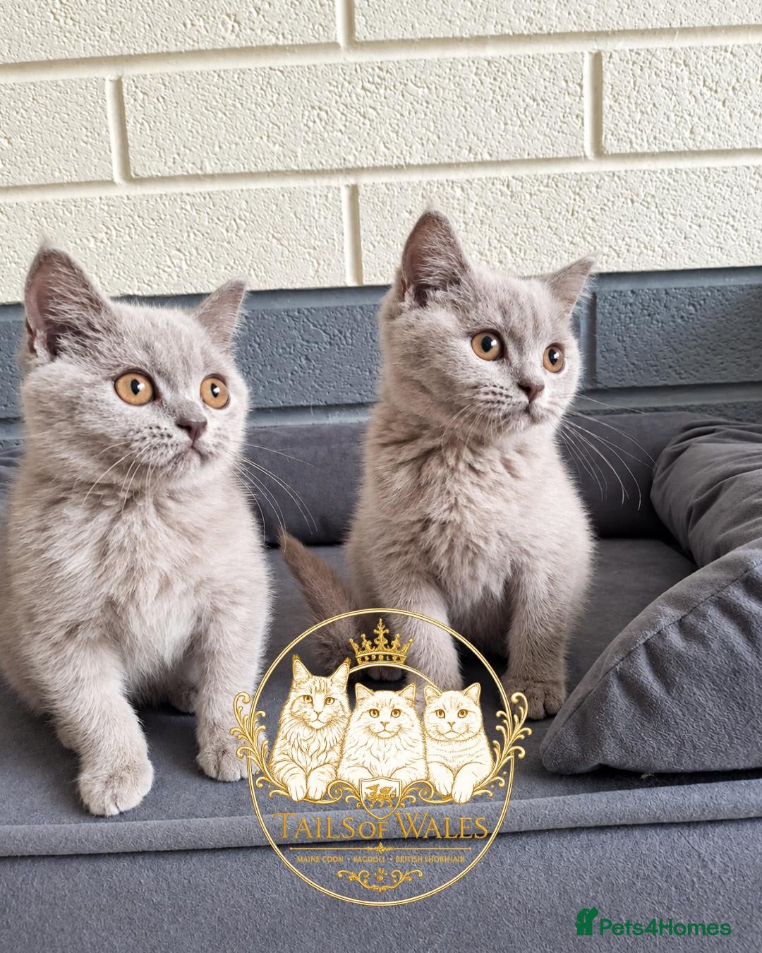 British Shorthair cats Pure british short hairs - Advert 4