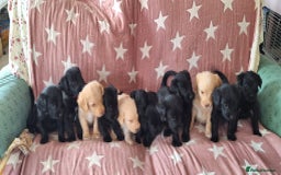 Australian Labradoodle dogs for sale: Miniture labradoodle puppies available  - Image 1