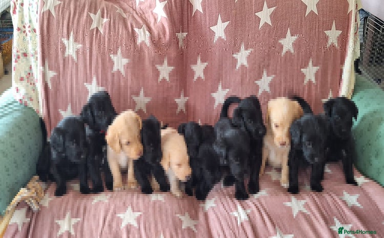 Australian Labradoodle dogs - Advert 1