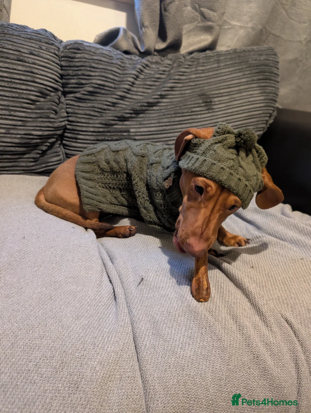 Dachshund dogs for sale: Charlie the Sausage pup - Advert 5