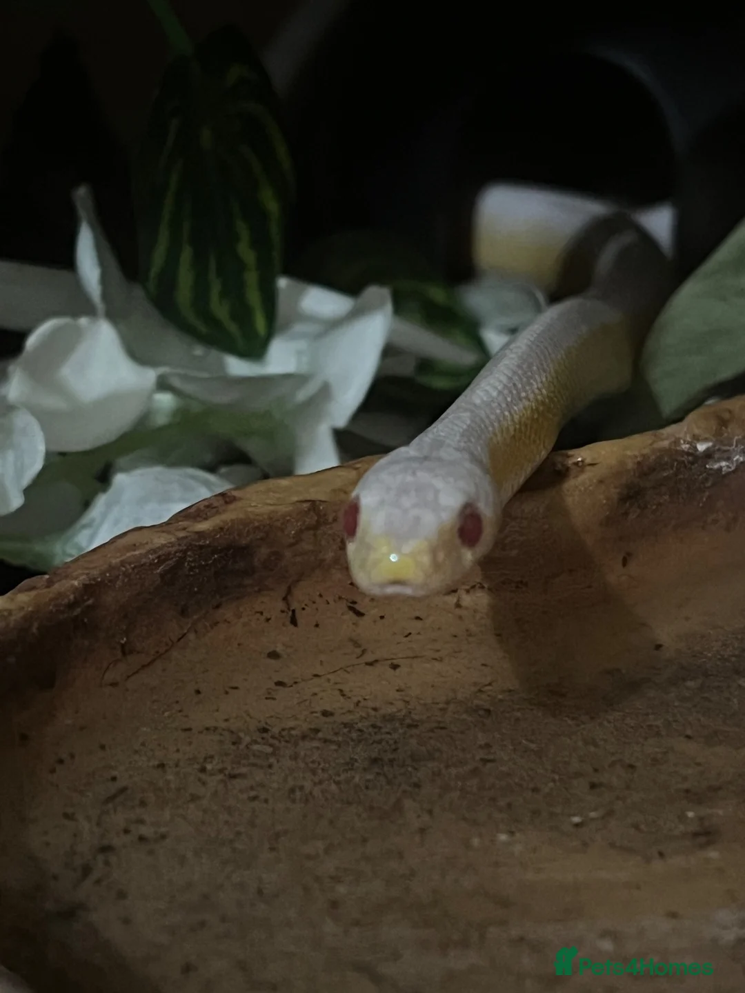 Corn Snake reptiles for sale: Male Snow Stripe 66% Het Lavender  - Advert 5