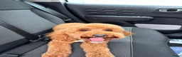 Cockapoo dogs for stud: Proven Cockapoo Stud – 23 Puppies Sired in Solihull - Advert 18