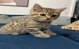 British Longhair cats for sale: British longhair X British Blue - Image 2