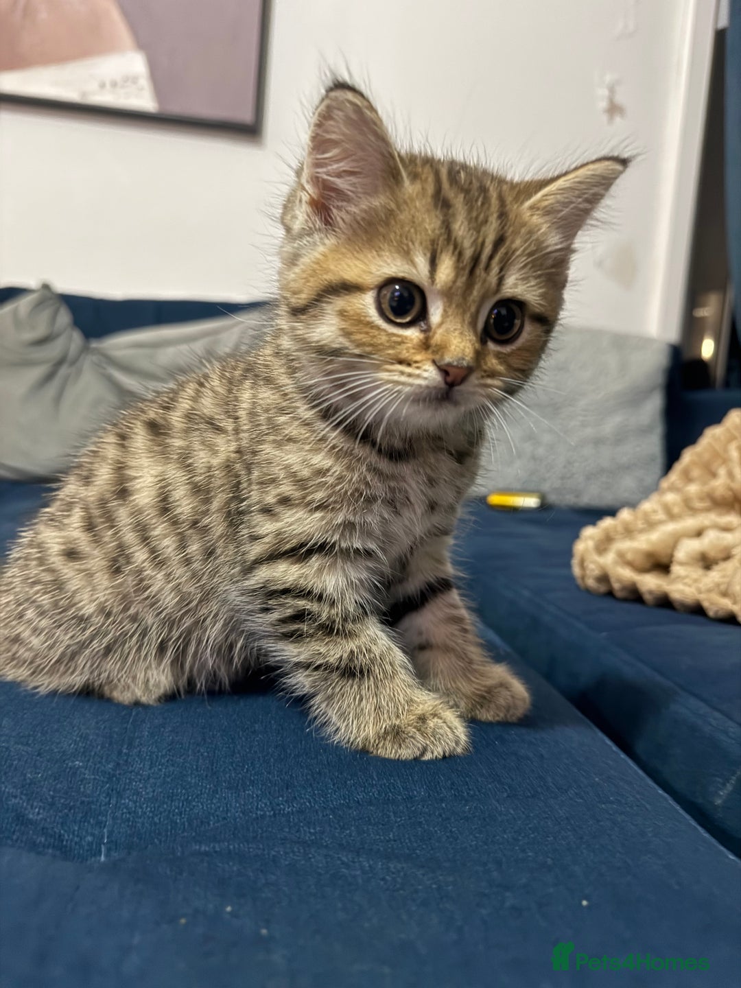 British Longhair cats for sale: British longhair X British Blue - Image 2