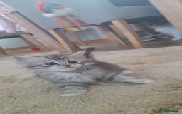 Siberian cats for sale: Siberian GCCF. kittens  - Image 6