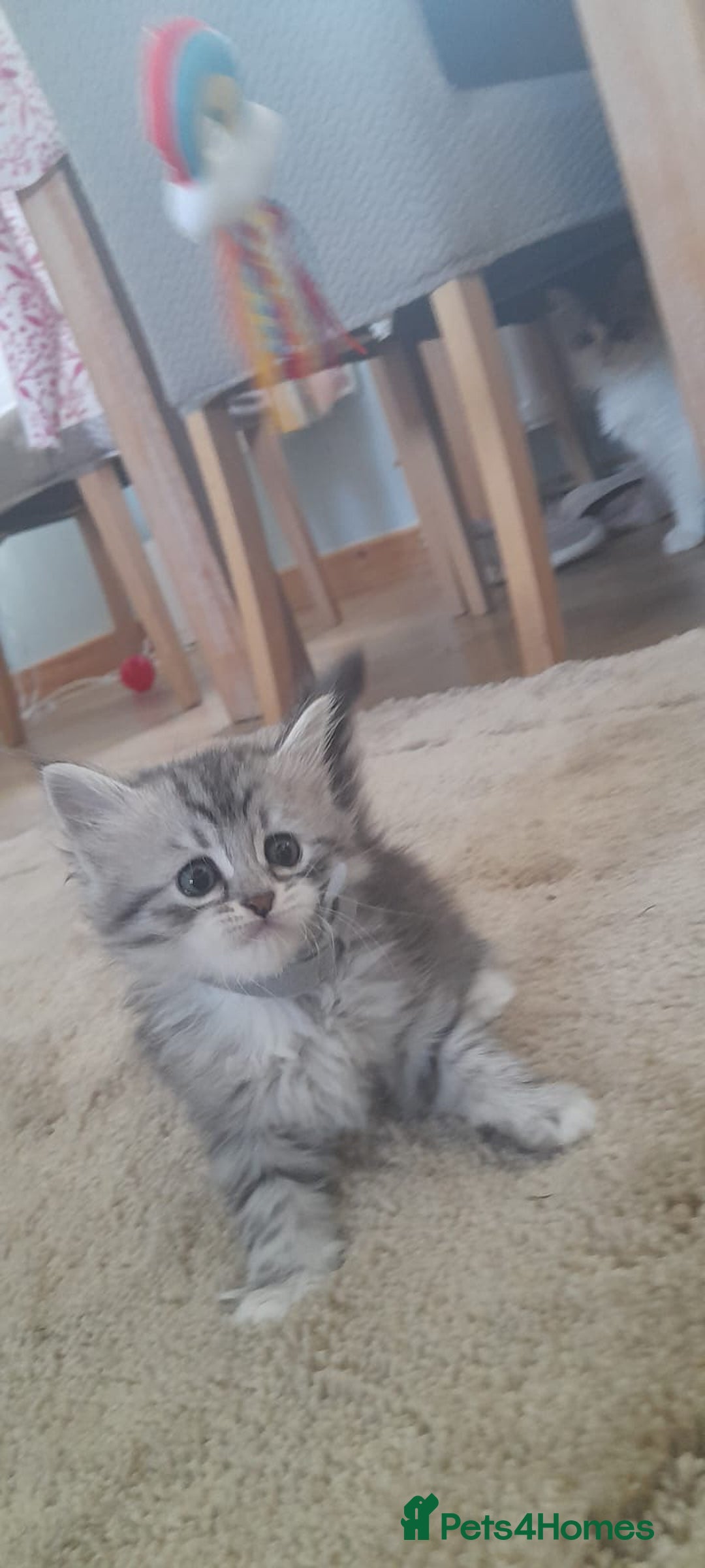 Siberian cats for sale: Siberian GCCF. kittens  - Image 6