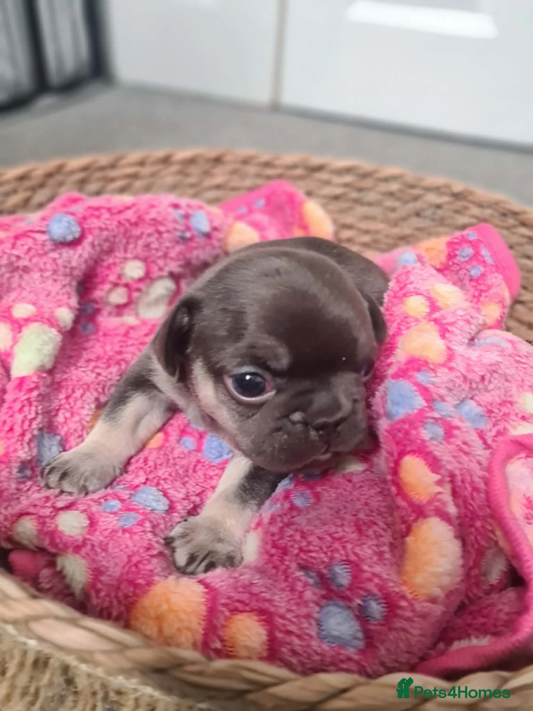 French Bulldog dogs for sale: French bulldog pups  - Advert 8