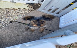 Yorkshire Terrier dogs for sale: Adorable miniature Yorkshire terrier - Image 1
