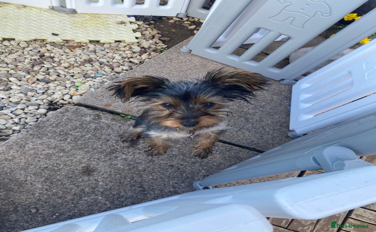 Yorkshire Terrier dogs - Advert 1