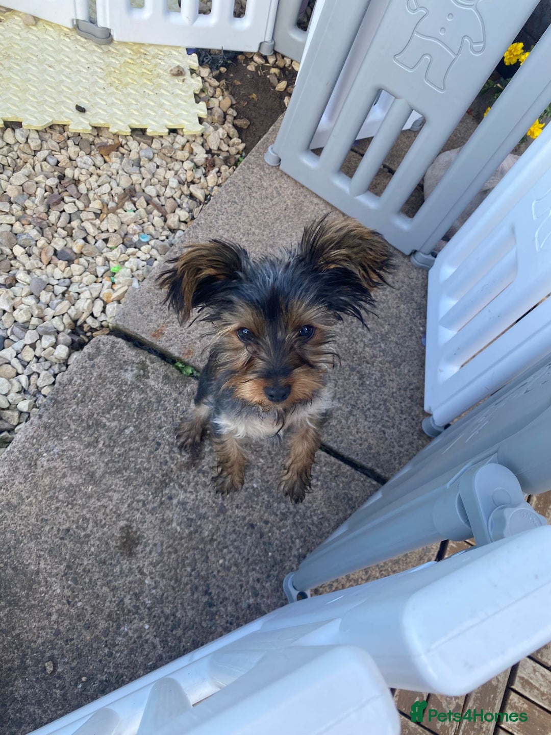 Yorkshire Terrier dogs for sale: Adorable miniature Yorkshire terrier - Image 1