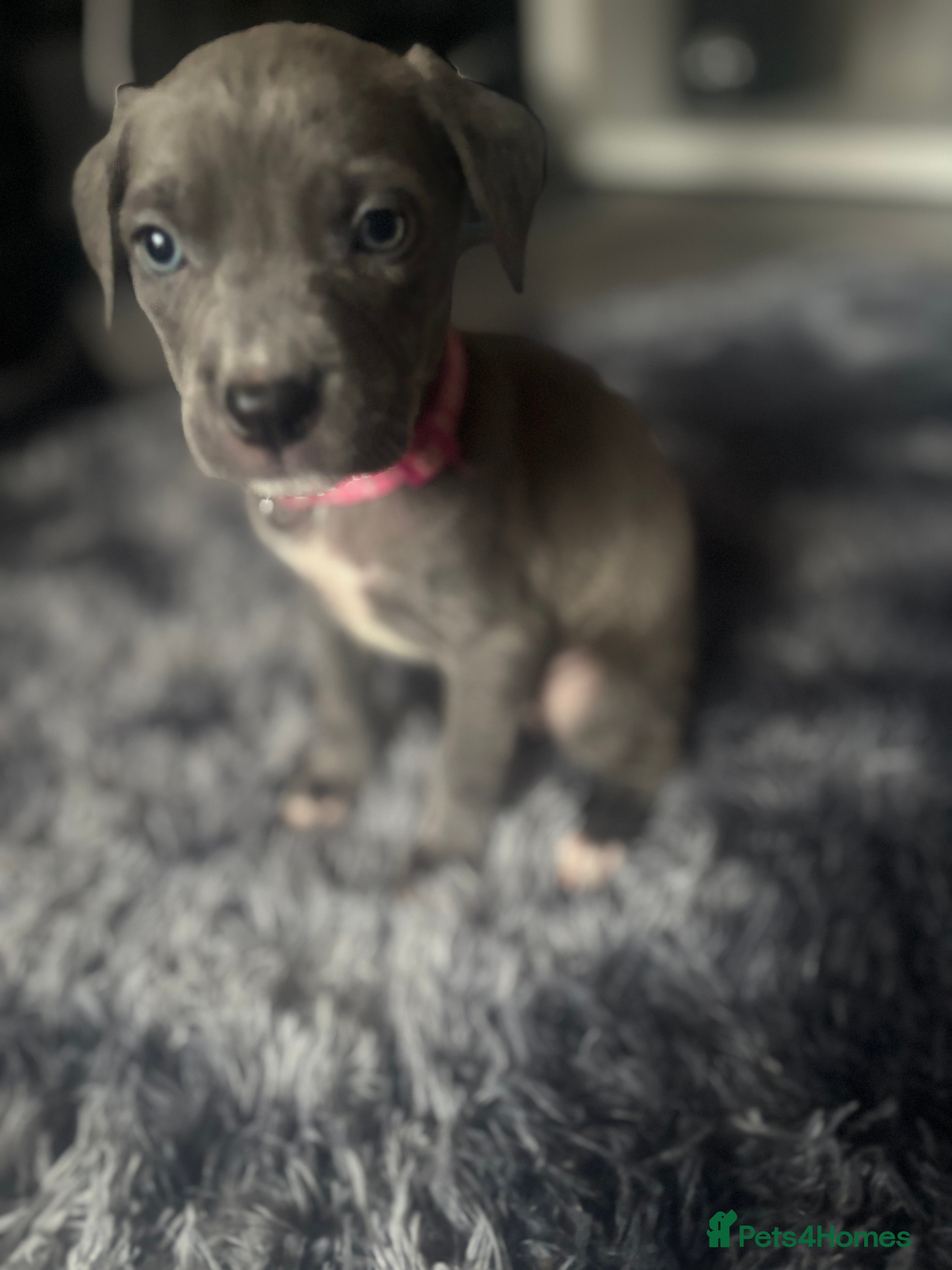 Mixed Breed dogs Cane corso x pressa pups ready to leave  - Advert 16