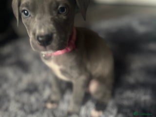 Mixed Breed dogs Cane corso x pressa pups ready to leave - Advert 2