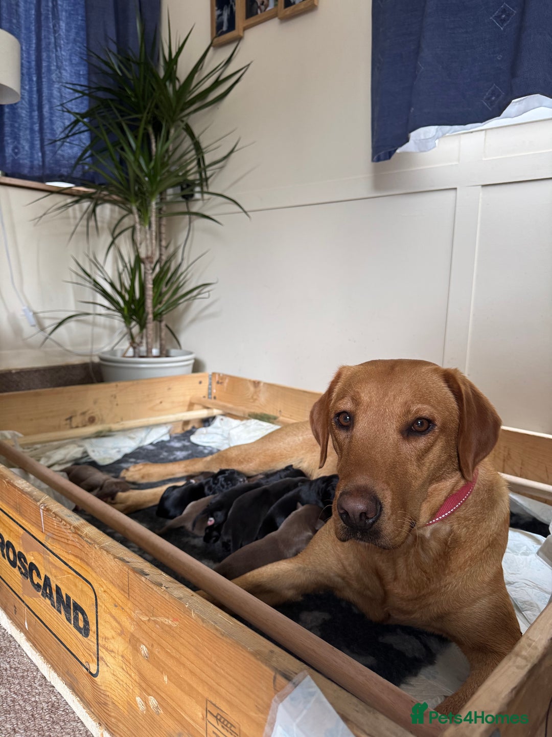 Borador dogs for sale: Beautiful intelligent Borderdors for sale  - Image 20