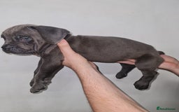 Cane Corso dogs for sale: Cane corso puppies ready to leave now - Image 29