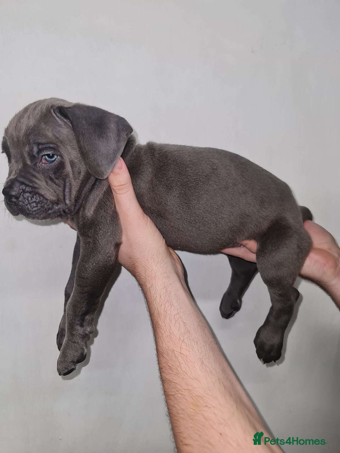 Cane Corso dogs for sale: Cane corso puppies ready to leave now - Image 29
