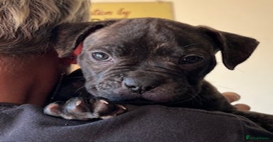 Mixed Breed dogs - Advert 2