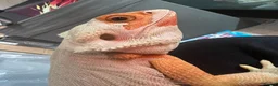 Bearded Dragon reptiles for sale: Leatherback bearded dragon  - Advert 5