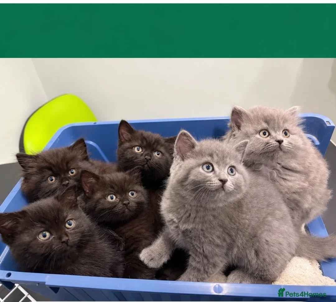 British Shorthair cats for sale: Beautiful litter of British long/shorthair kittens - Advert 1