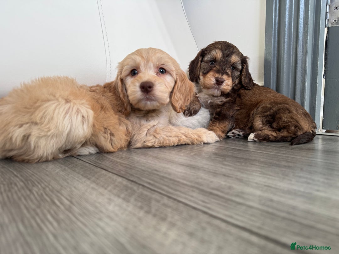 Cockapoo dogs for sale: Cocker poo puppies for sale  - Advert 1