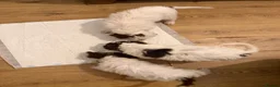 Cockapoo dogs for sale: Litter of lovely Cockapoos - Advert 14