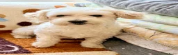 Maltese dogs for sale: Maltese - Advert 1