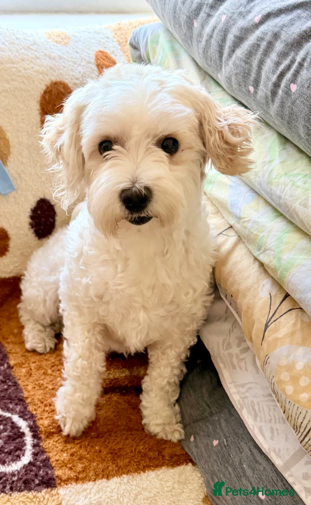 Maltese dogs for sale: Maltese - Advert 1