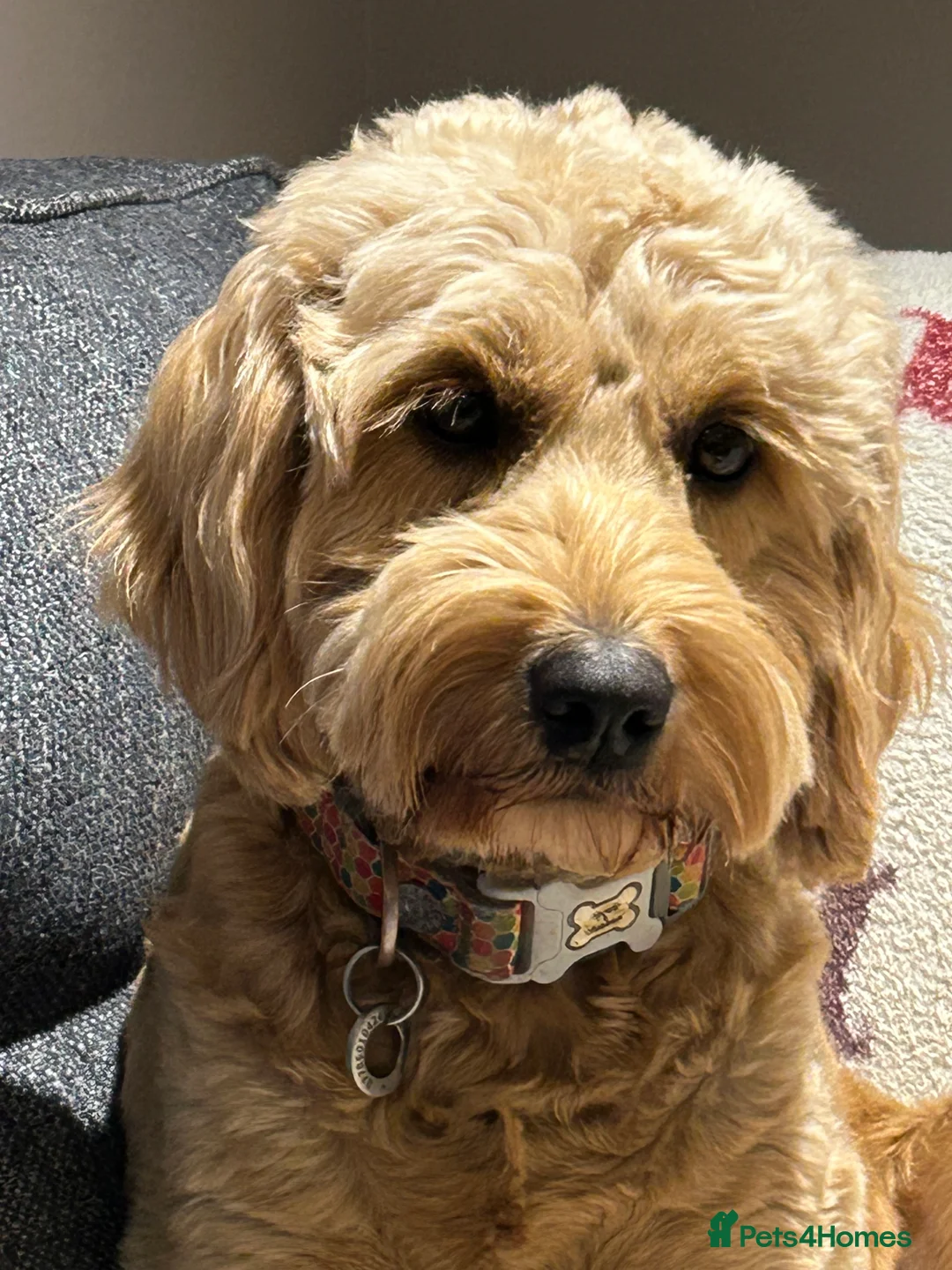 Mini Goldendoodle dogs for sale: Magical F1b Goldendoodles - Advert 4