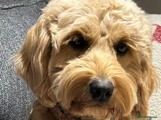 Mini Goldendoodle dogs Dazzling F1b Goldendoodles - Advert 2