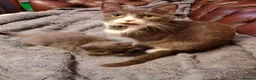 Mixed Breed cats for sale: Cute fluffy kittens black and white boys and girls - Advert 15