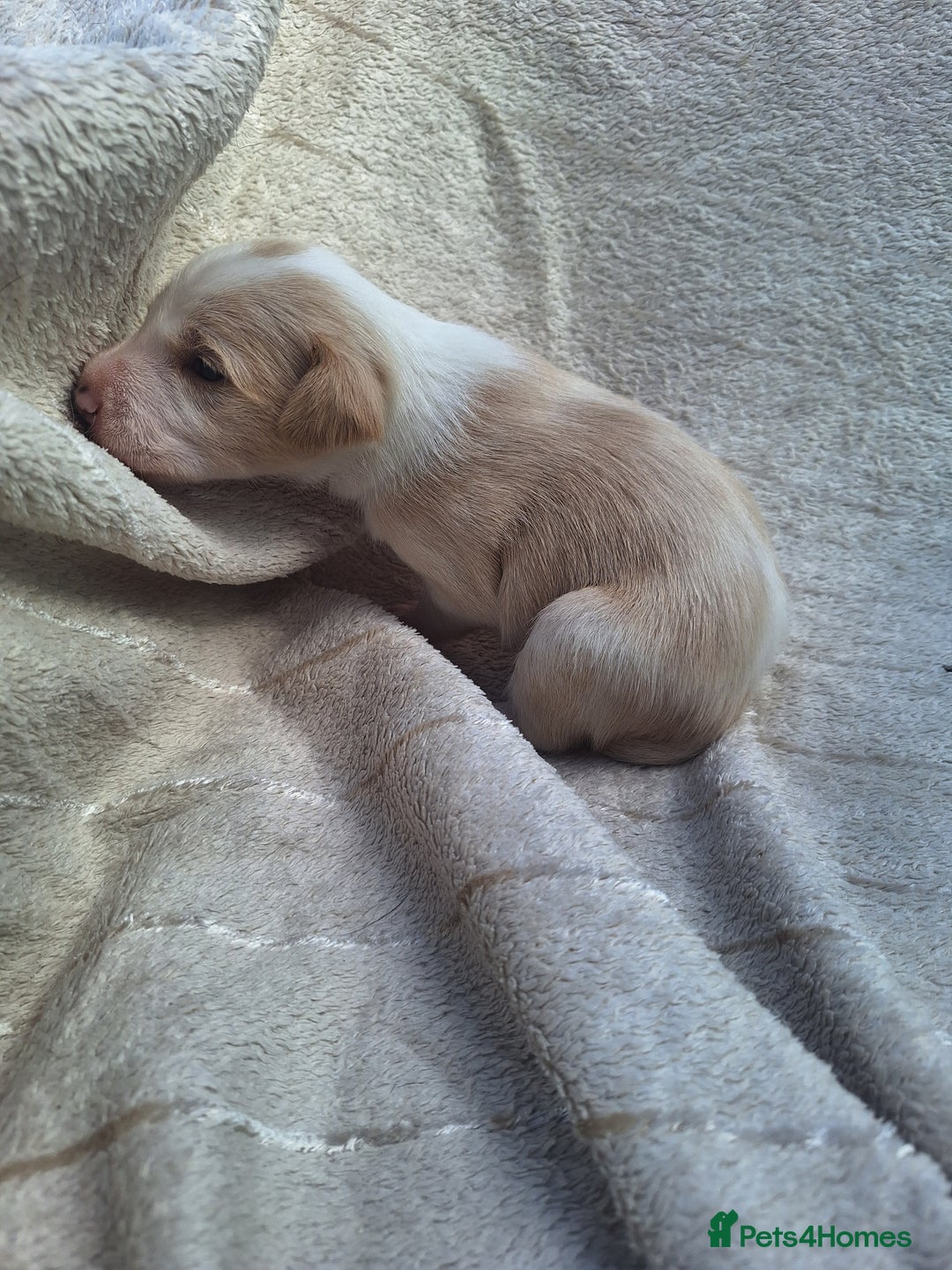 Mixed Breed dogs for sale: Spanish jack Russell (bodeguero) x border collie - Image 10