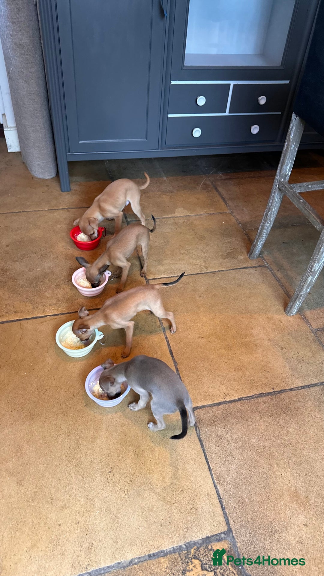 Italian Greyhound dogs for sale: 3/4 Italian Greyhound 1/4 Miniture Pinscher  in Devizes - Image 5