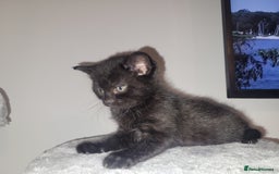 Mixed Breed cats for sale: Mixed British blue kittens  - Image 11