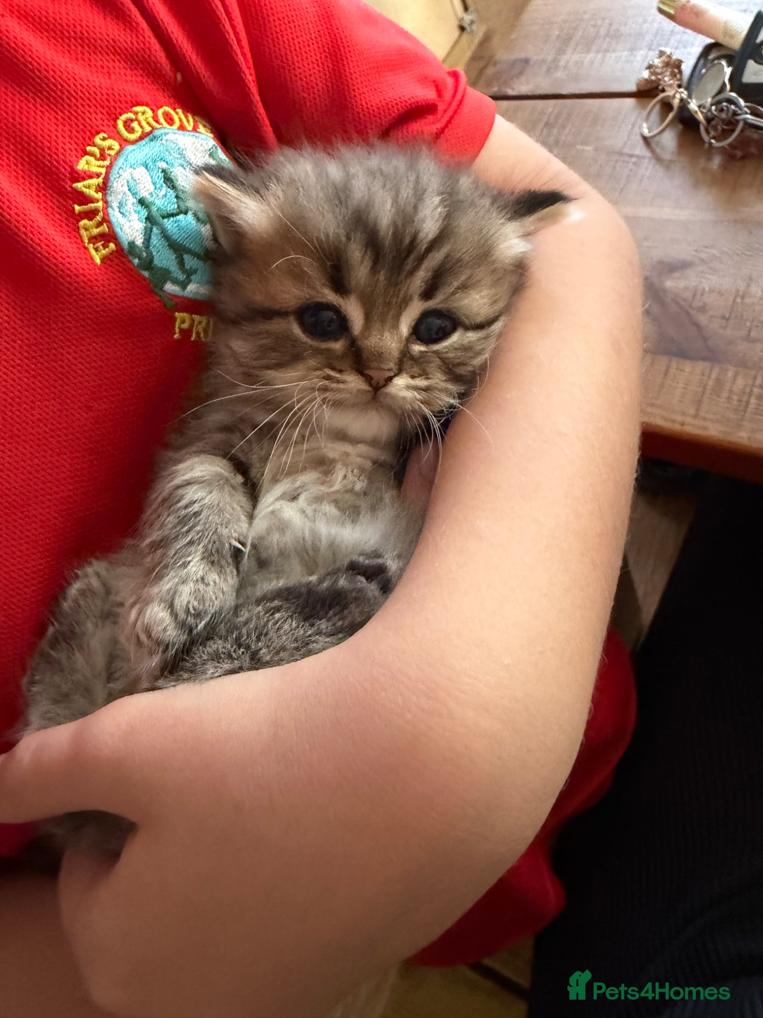 Scottish Fold cats Stunning Highland ScottishFold Kittens Rare Silver - Advert 2