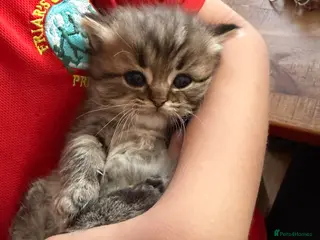 Scottish Fold cats Stunning Highland ScottishFold Kittens Rare Silver - Advert 2