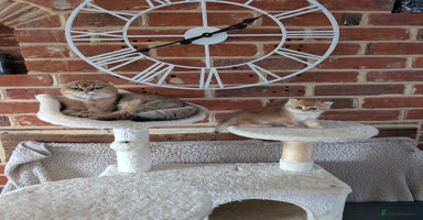 Scottish Fold cats - Advert 7