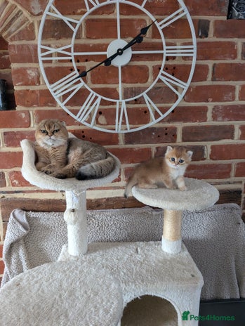 Scottish Fold cats - Advert 1