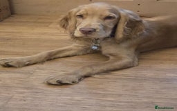 Cocker Spaniel dogs for sale: Cocker spaniel  - Image 6
