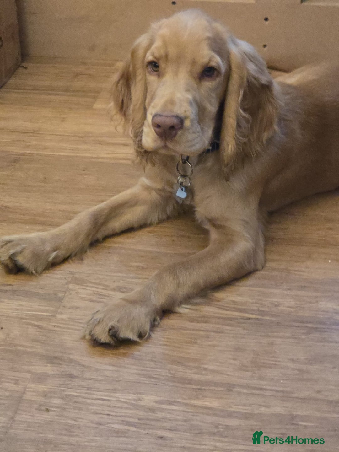 Cocker Spaniel dogs for sale: Cocker spaniel  - Image 6