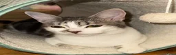 Mixed Breed cats for sale: Female 6 month kitten  - Advert 2