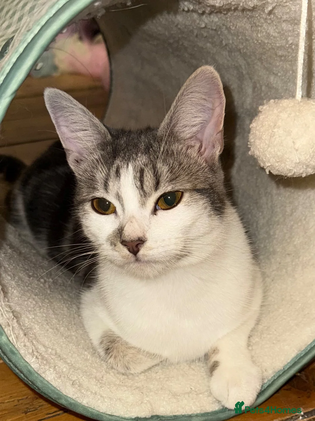 Mixed Breed cats for sale: Female 6 month kitten  - Advert 2