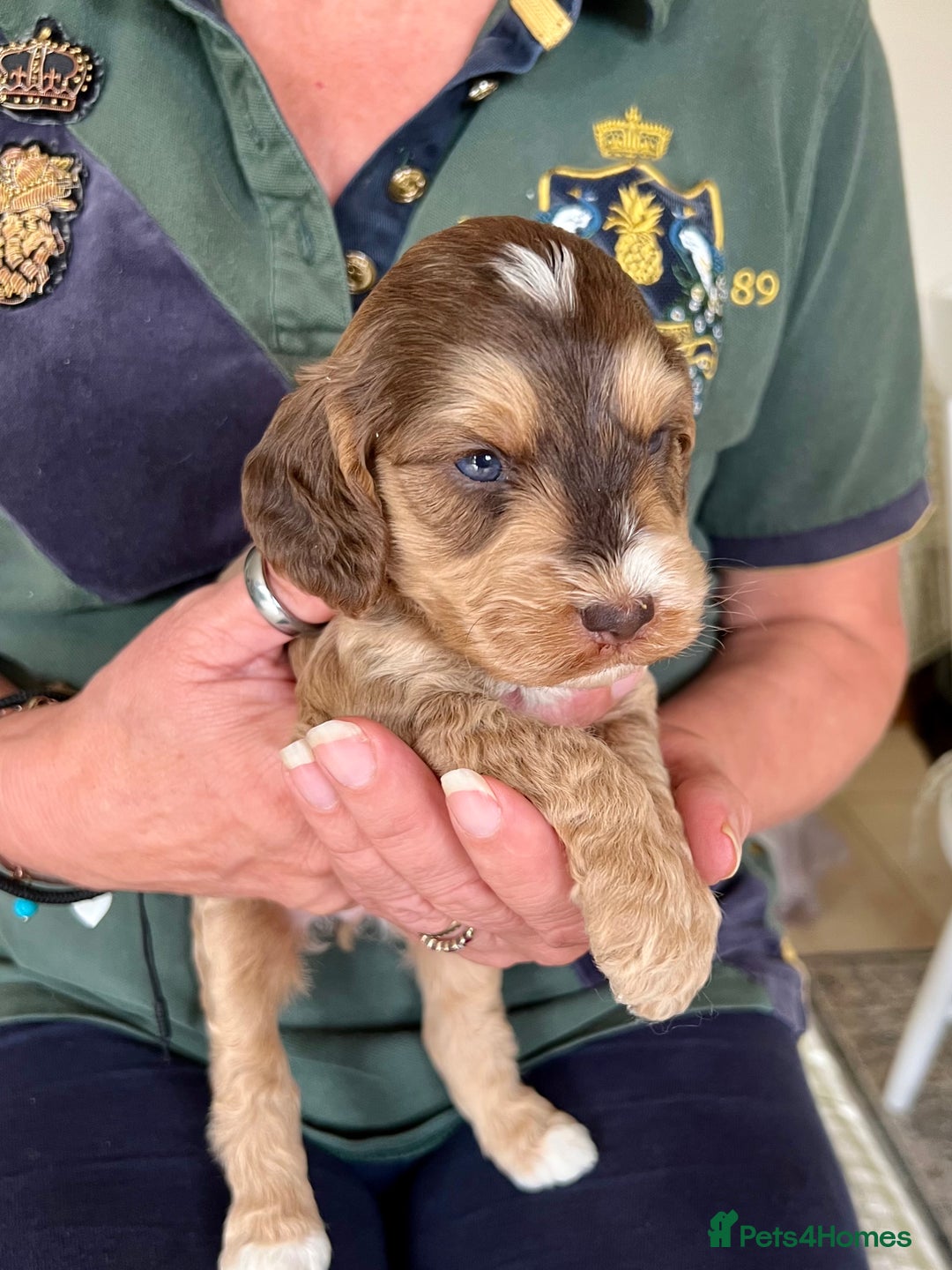 Cockapoo dogs for sale: Cockapoo puppies  - Image 13