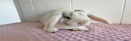 Mini Lop rabbits for sale: Mini lop buck and doe - Advert 1