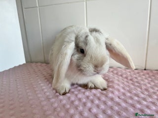 Mini Lop rabbits - Advert 2